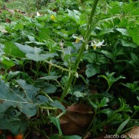 Solanum capsicoides All.
